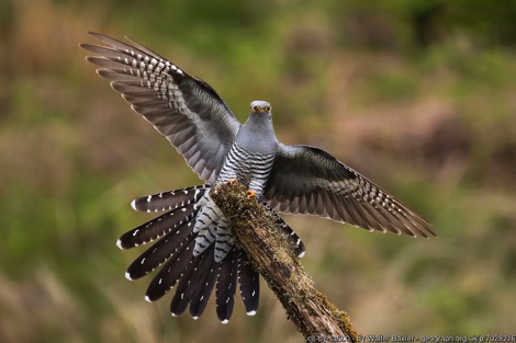 Cuckoo